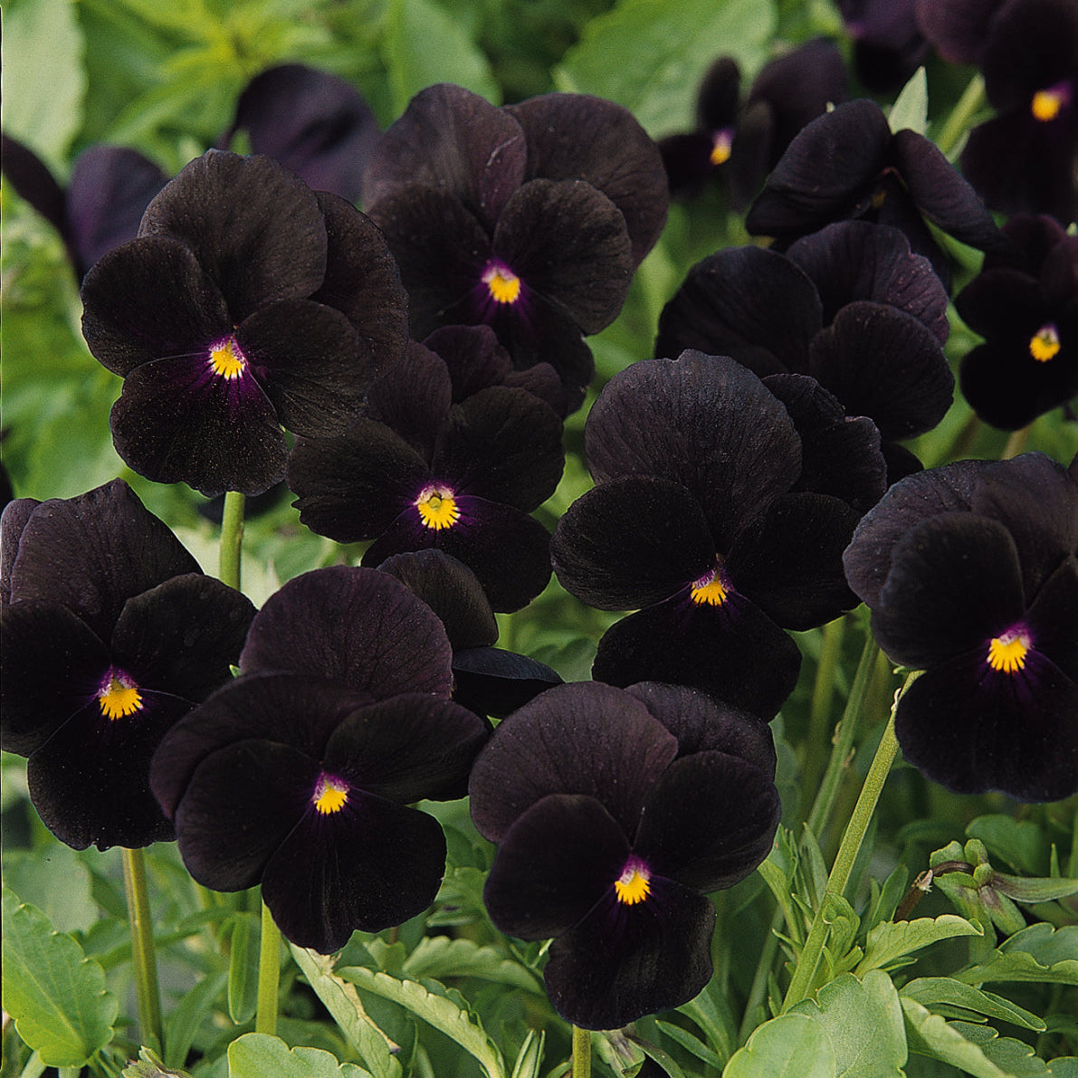 Viola | Black Delight - 3 Quart