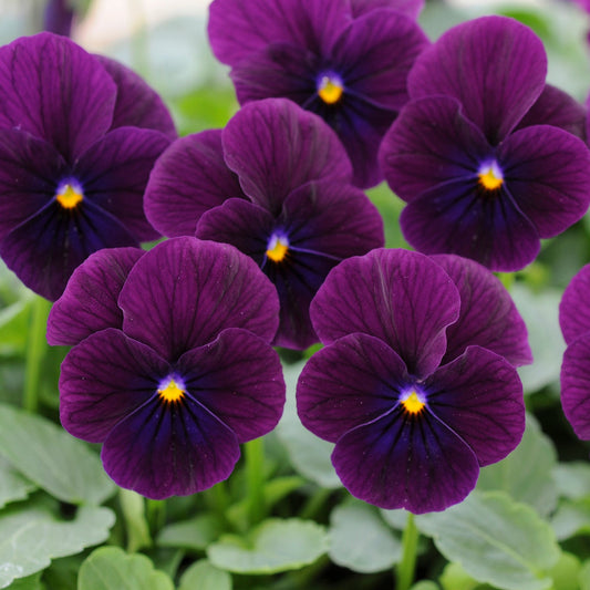 Viola | Sorbet Purple - 3 Quart