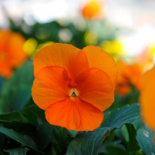 Viola | Sorbet Deep Orange - 3 Quart