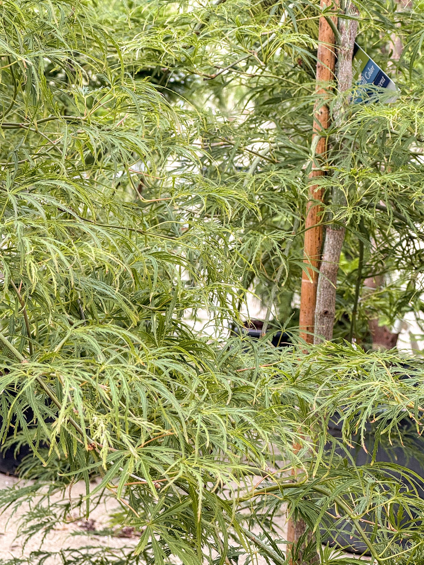 Acer | Waterfall Japanese Maple - 10 Gallon