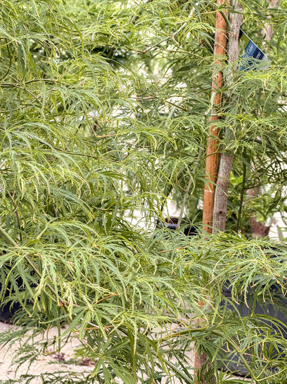 Acer | Waterfall Japanese Maple - 10 Gallon