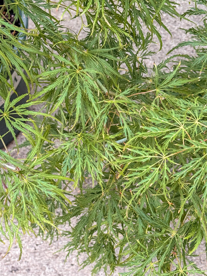 Acer | Waterfall Japanese Maple - 10 Gallon