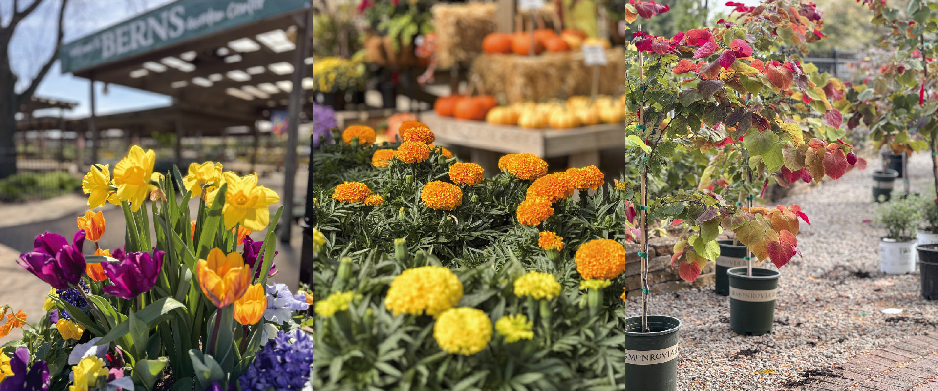 Middletown Berns Garden Center | Locally Grown Plants, Landscaping ...