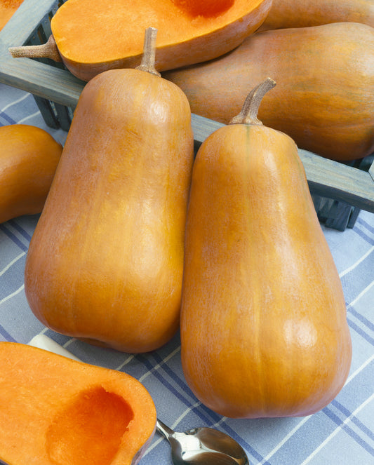 Winter Squash | Honeybaby - 1 Pint