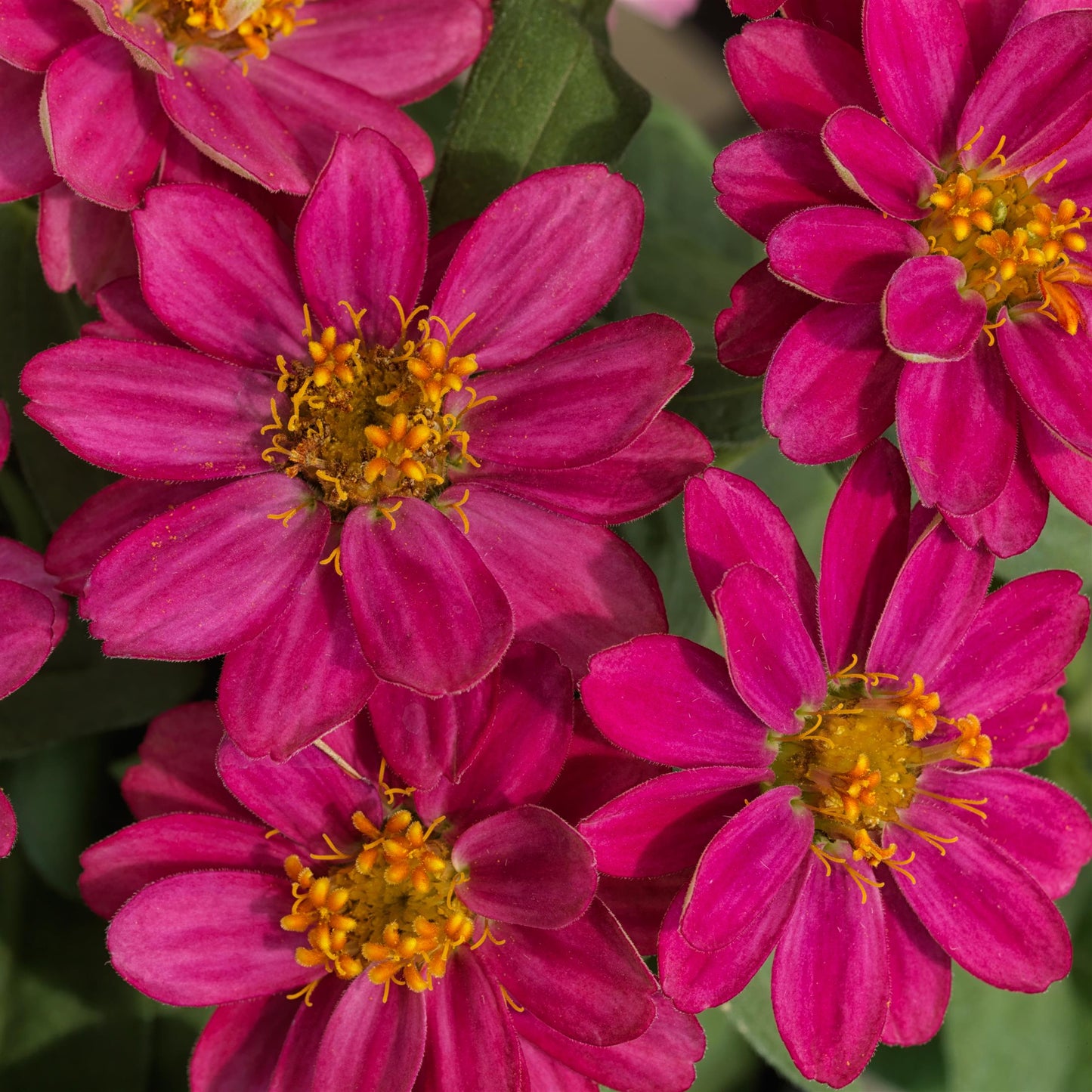 Zinnia | Profusion - 4 Pack