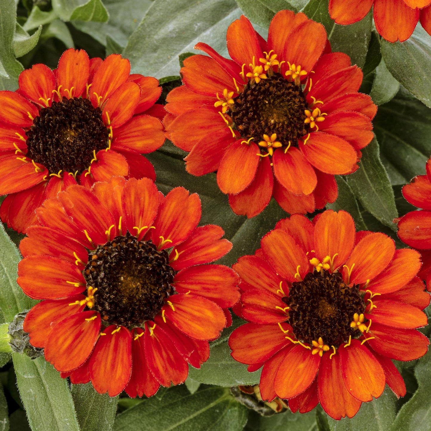 Zinnia | Profusion - 4 Pack