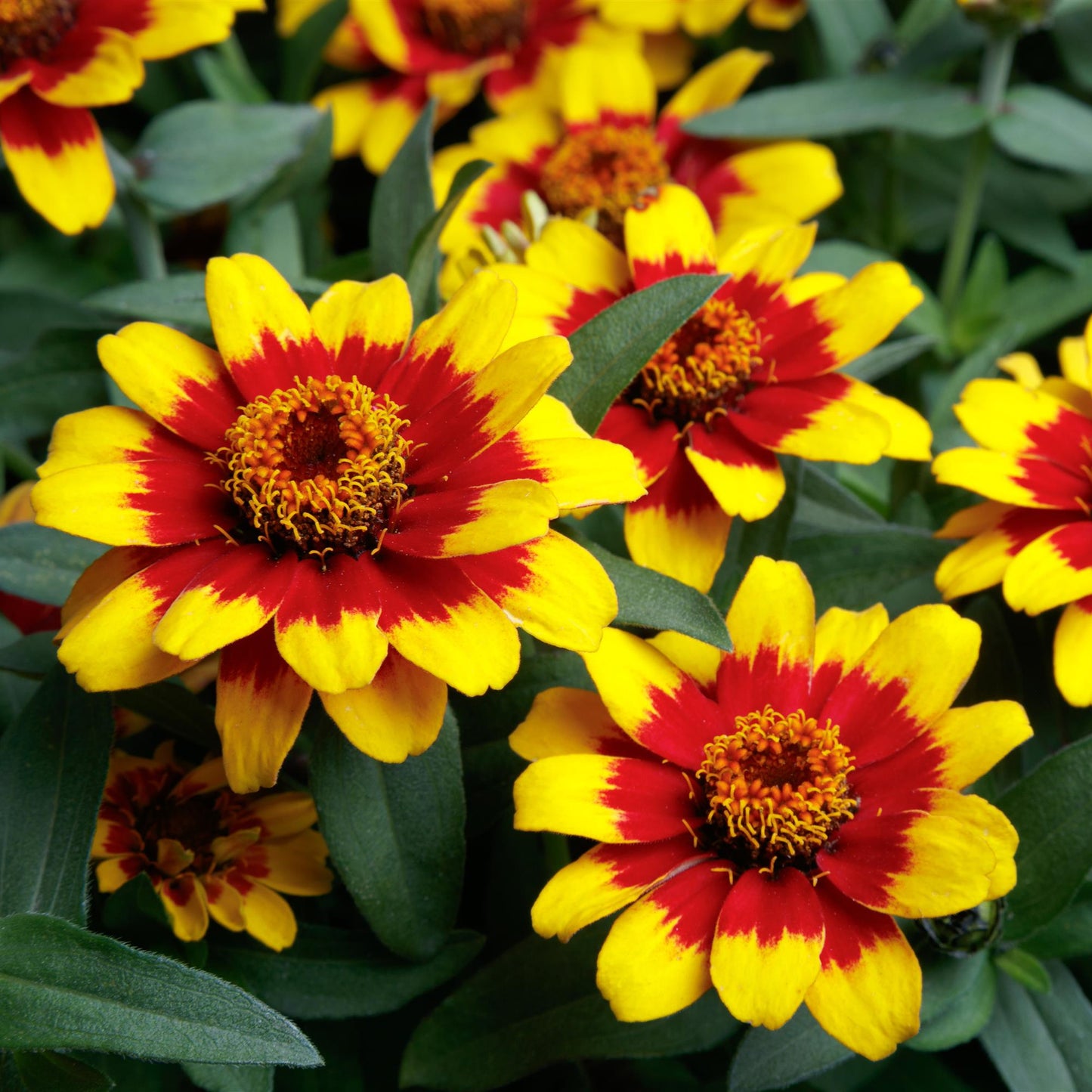 Zinnia | Profusion - 4 Pack