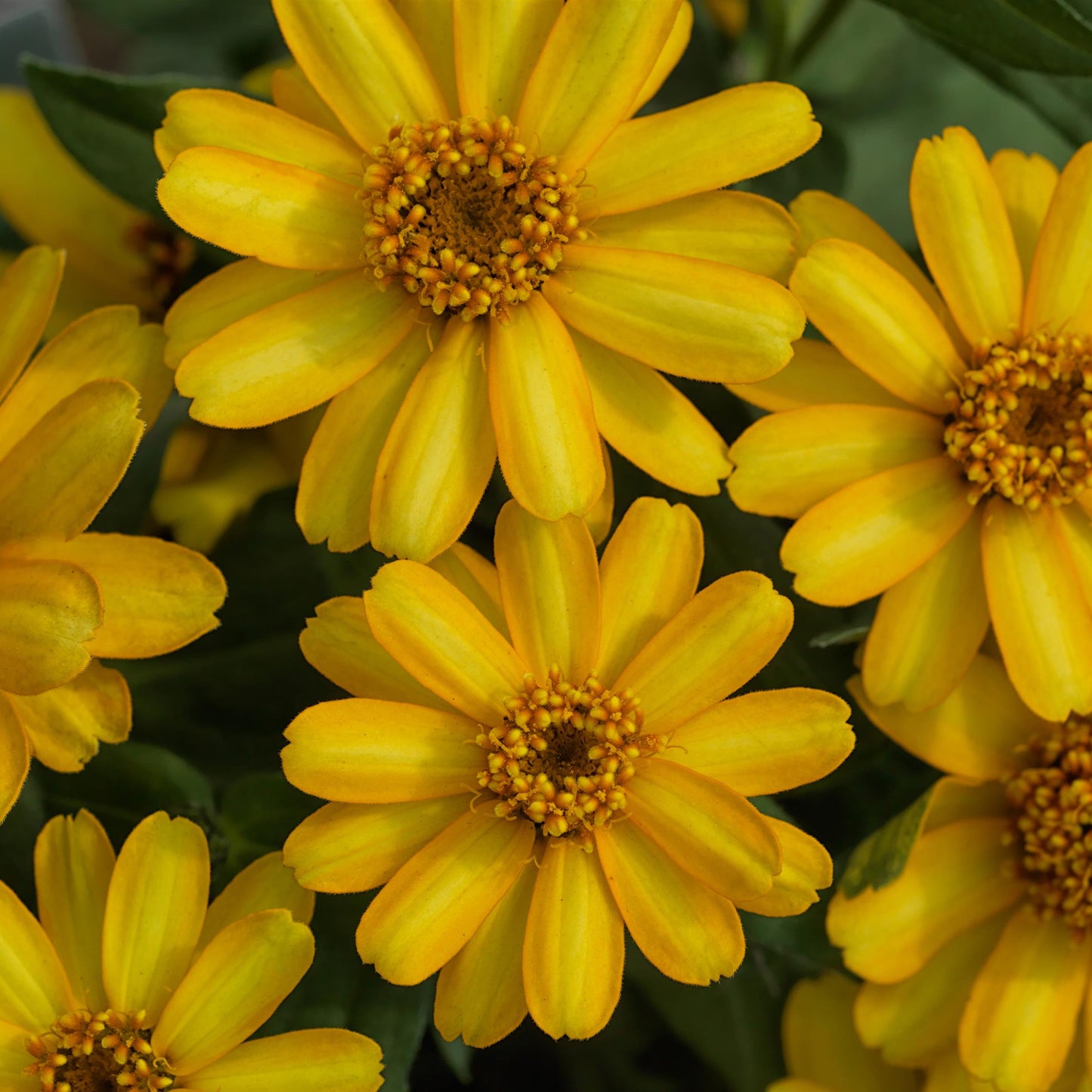 Zinnia | Profusion - 24 Pack