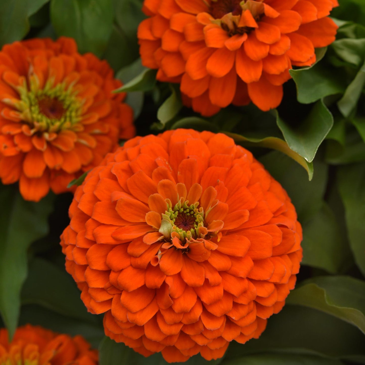 Zinnia | Zesty - 3 Quart