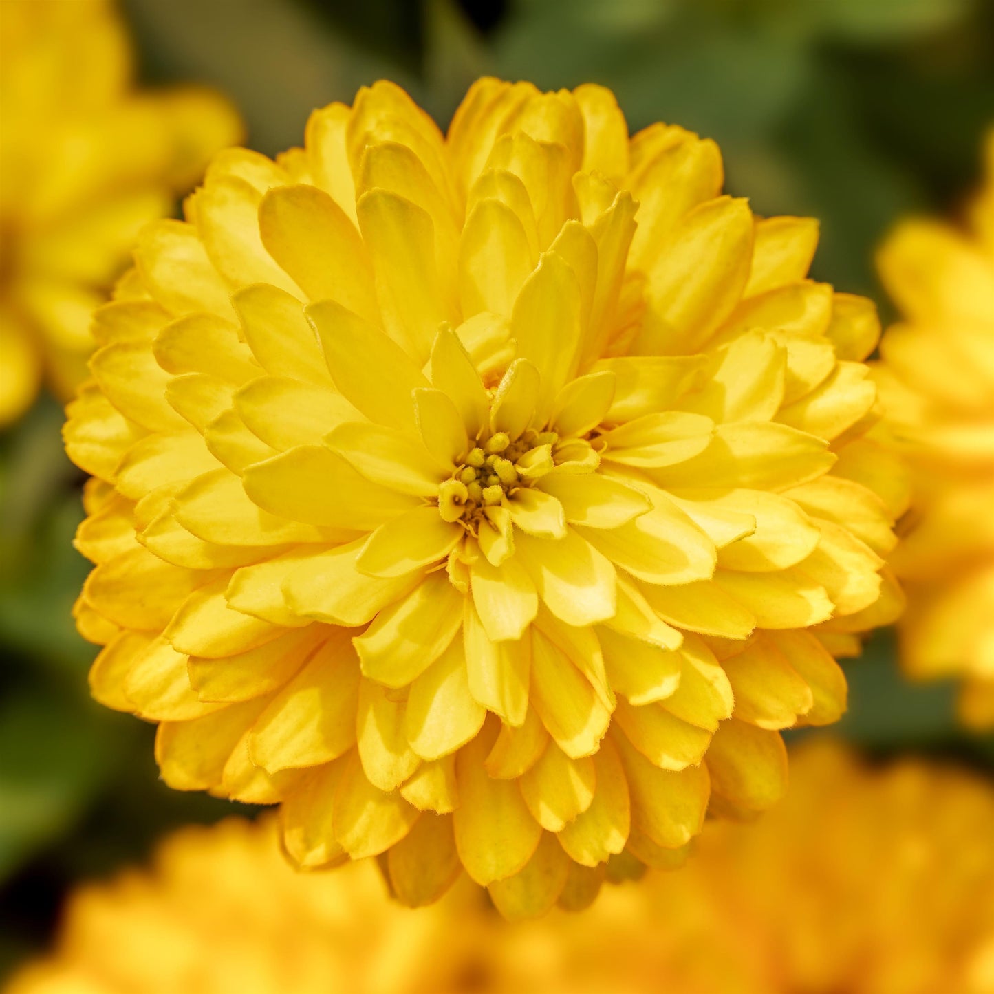 Zinnia | Zydeco - 4 Pack
