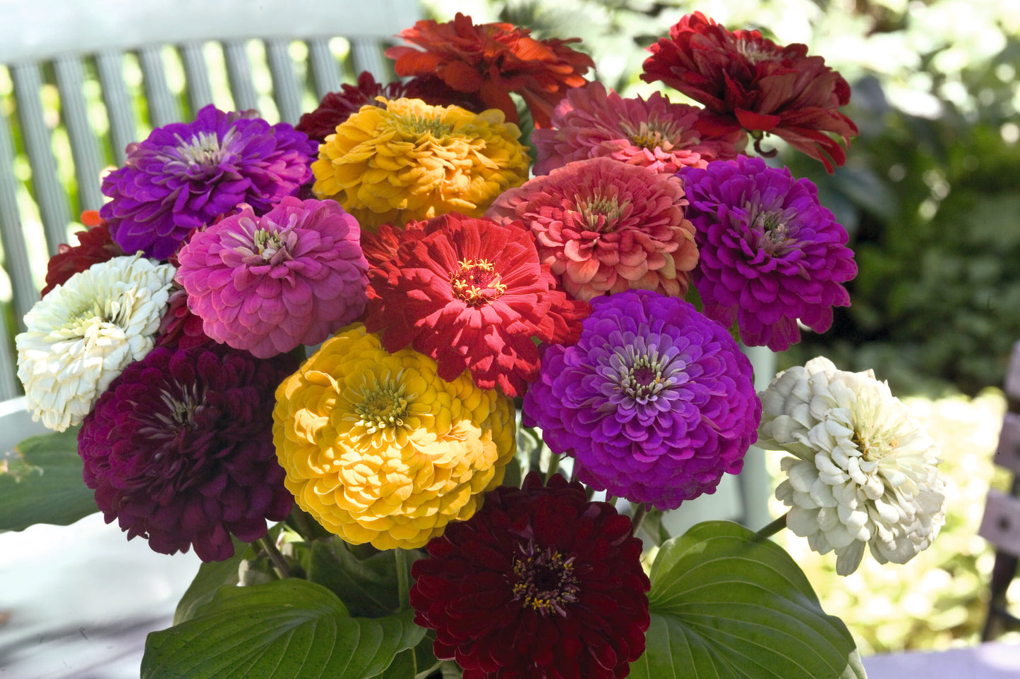 Zinnia | Benarys Giant Mix - 4 Pack
