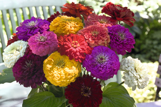 Zinnia | Benarys Giant Mix - 4 Pack