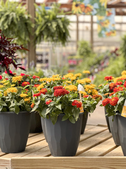 Zinnia | Zinnia Patio Pot