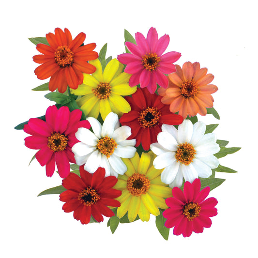 Zinnia | Profusion - 24 Pack