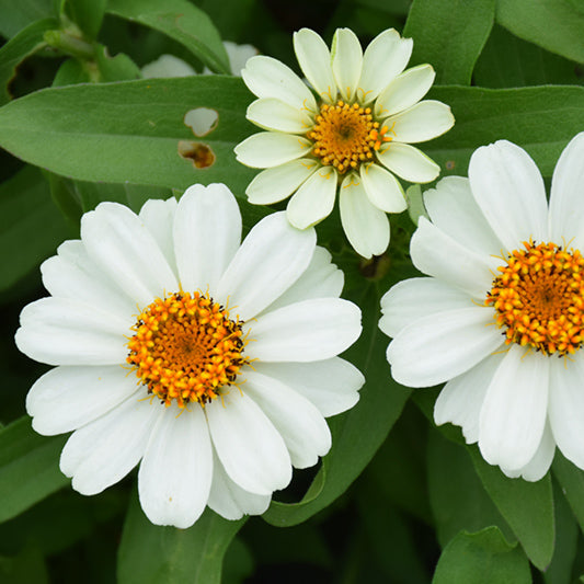 Zinnia | Profusion - 24 Pack