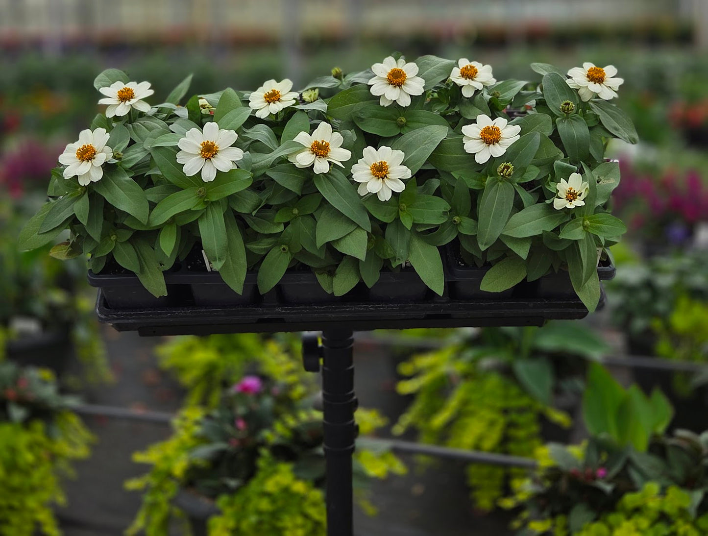 Zinnia | Profusion - 4 Pack