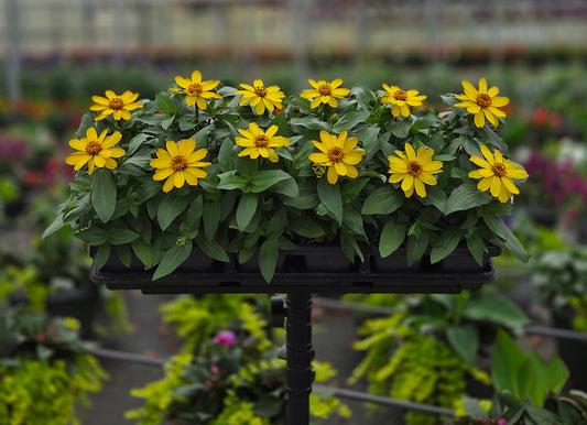 Zinnia | Profusion - 4 Pack