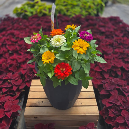 Zinnia | Zesty - Medium Patio Container