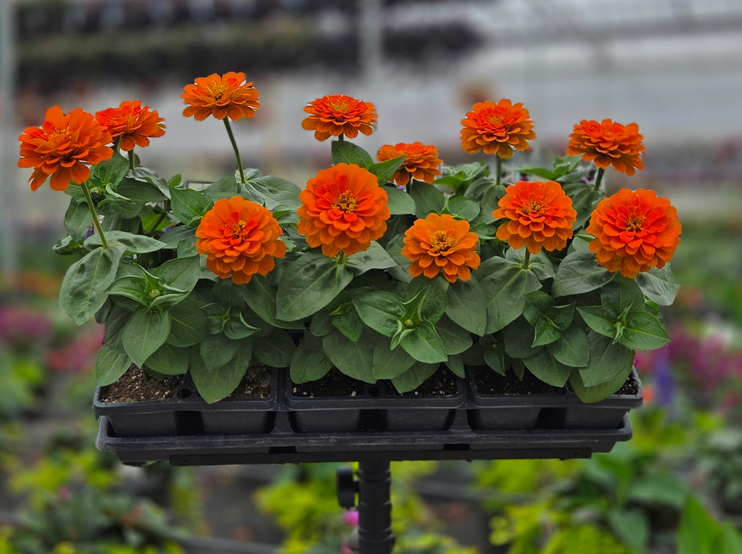 Zinnia | Zesty - 4 Pack