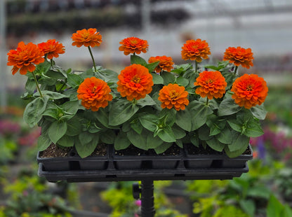 Zinnia | Zesty - 4 Pack