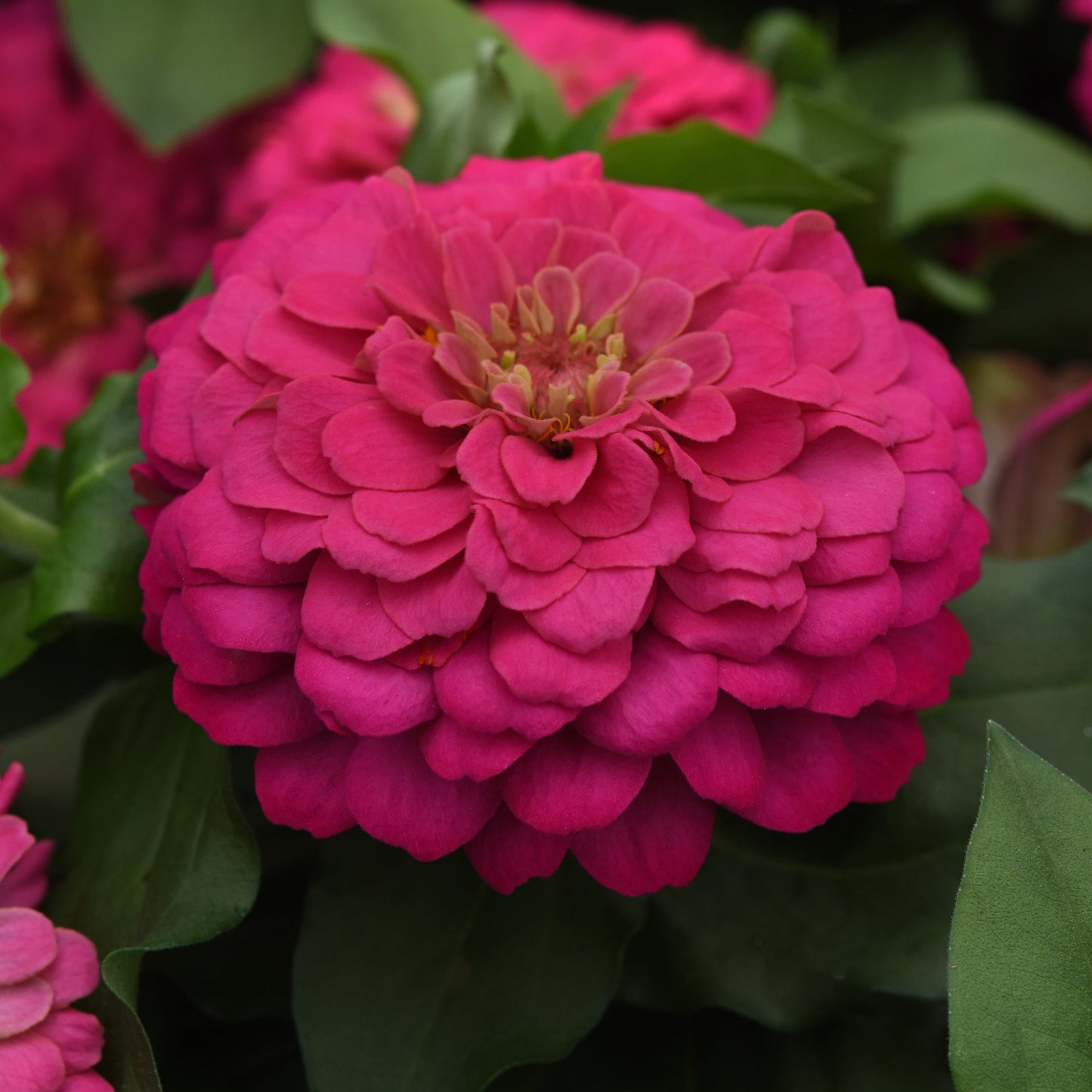 Zinnia | Zesty - 4 Pack