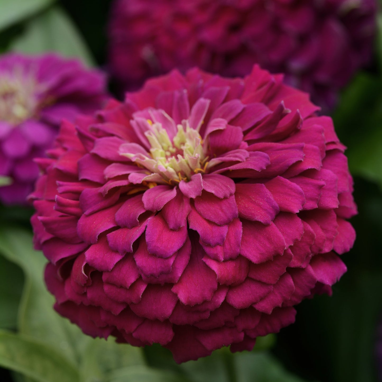 Zinnia | Zesty - 4 Pack