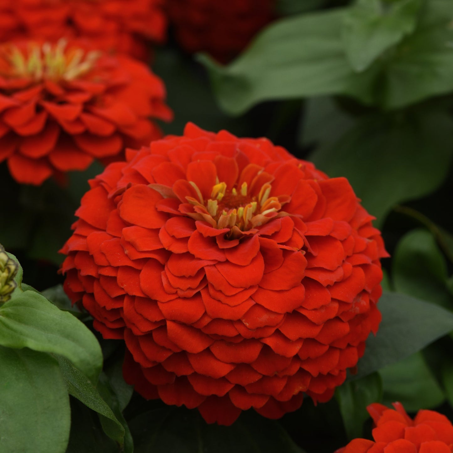 Zinnia | Zesty - 4 Pack