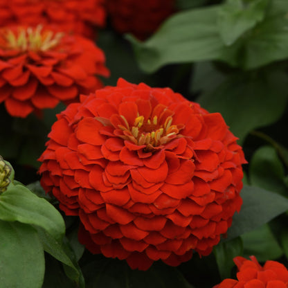 Zinnia | Zesty - 4 Pack