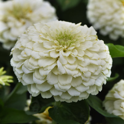 Zinnia | Zesty - 4 Pack