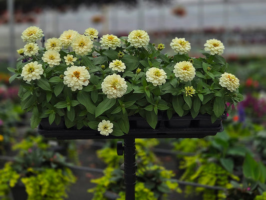 Zinnia | Zydeco - 4 Pack