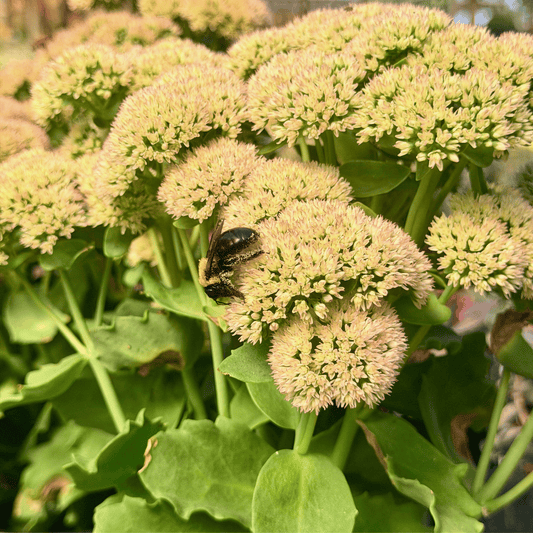 Sedum | T Rex Stonecrop - 1 Gallon