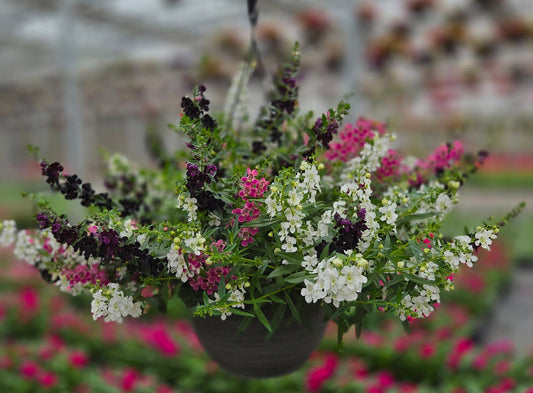 Angelonia | Velvet Eclipse - Large Hanging Basket