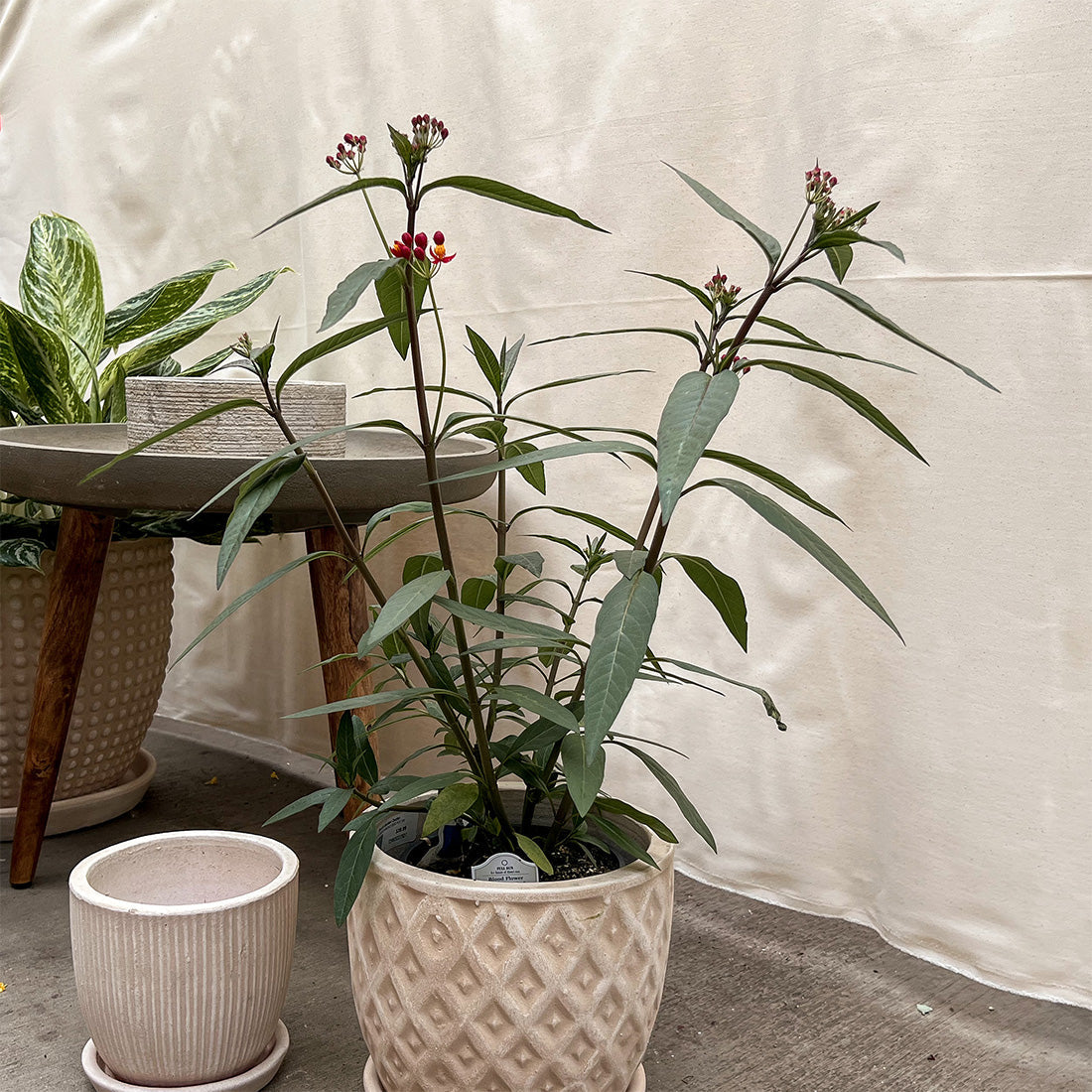 Asclepias Pollinator Favorites | Silky - 1 Gallon