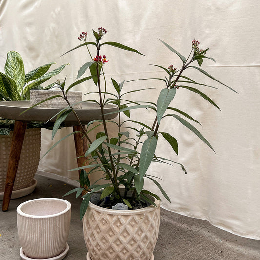 Asclepias Pollinator Favorites | Silky - 1 Gallon
