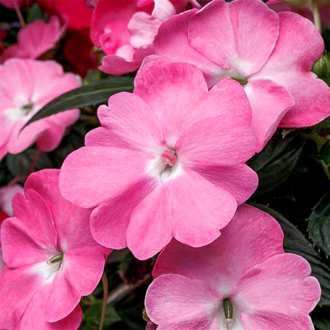 Impatiens | SunPatiens - Large Hanging Basket