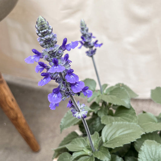 Salvia Pollinator Favorites | Mystic Spires - 1 Gallon