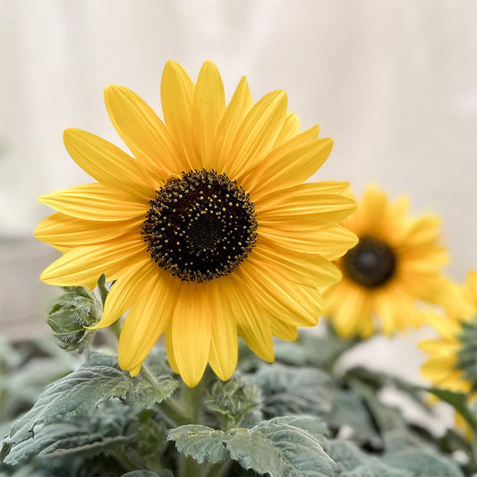 Sunflower Pollinator Favorites | Sunfinity Yellow - 1 Gallon