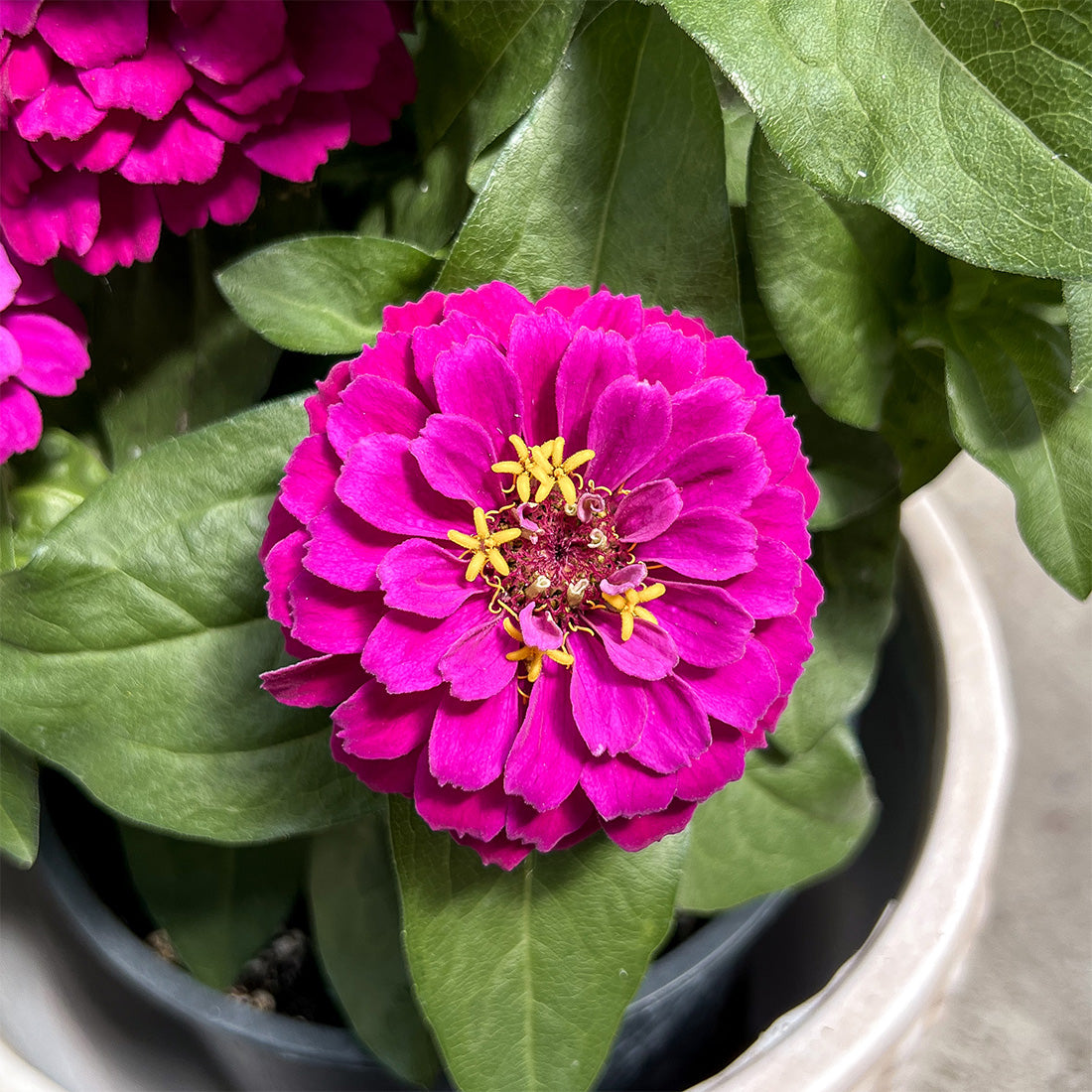 Zinnia | Zesty - 3 Quart