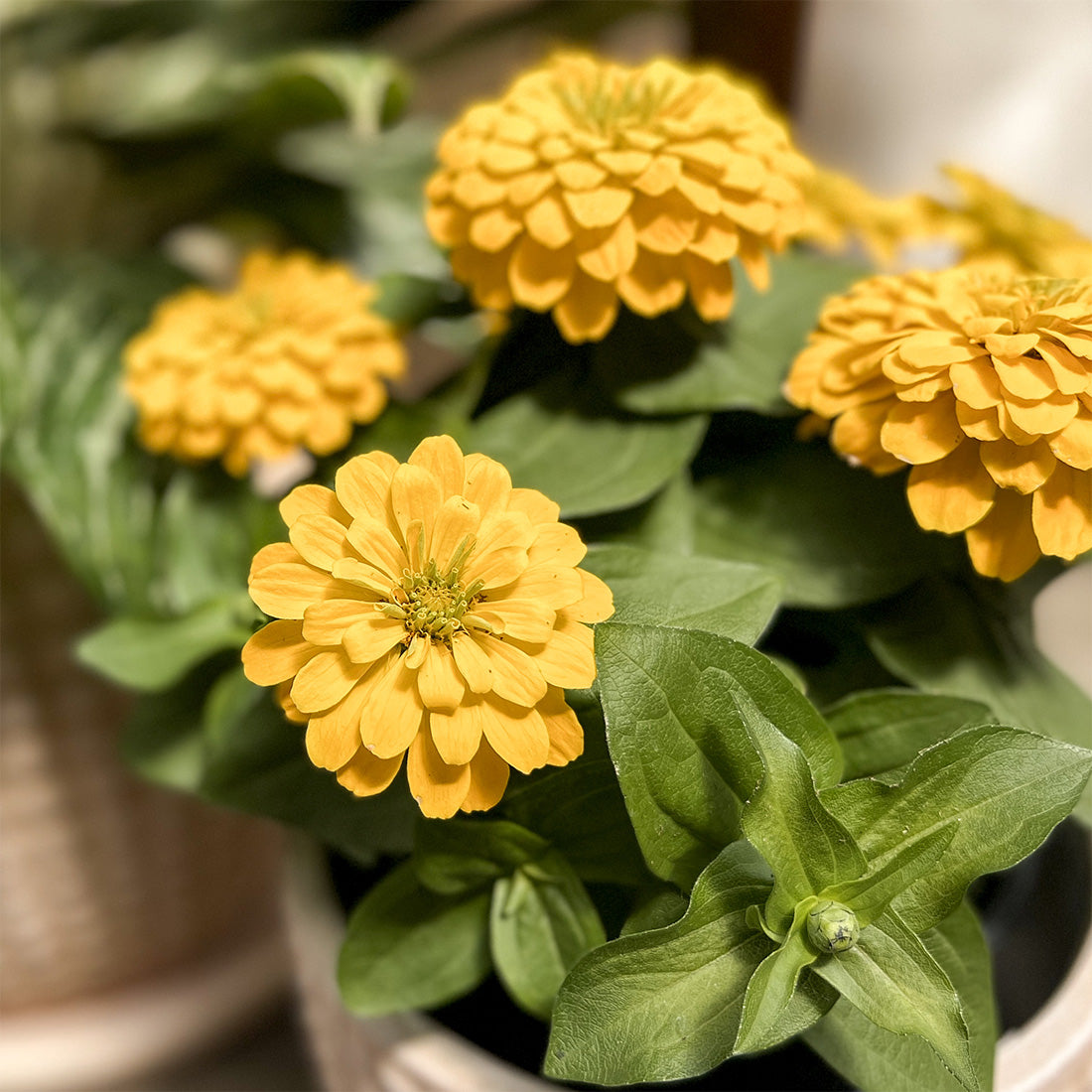 Zinnia | Zesty - 3 Quart