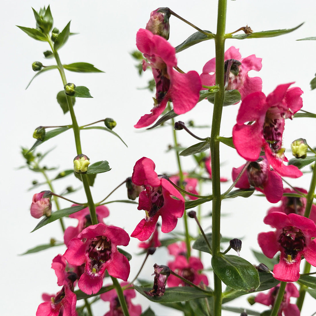 Angelonia | Archangel - 1 Quart