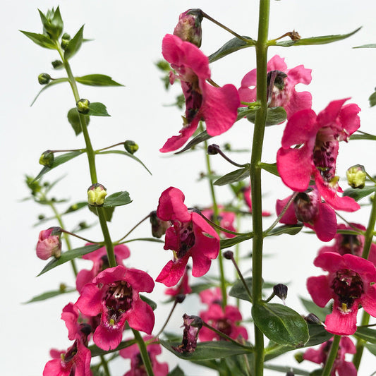 Angelonia | Archangel - 1 Quart