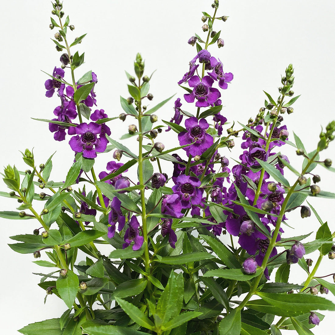 Angelonia | Archangel - 1 Quart