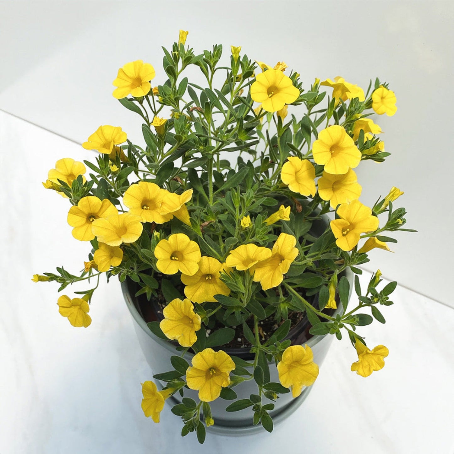 Calibrachoa | Cabaret - 1 Quart