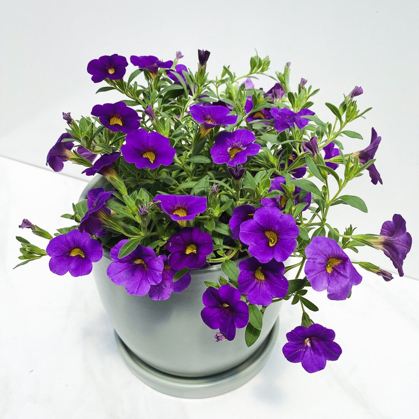 Calibrachoa | Cabaret - 1 Quart