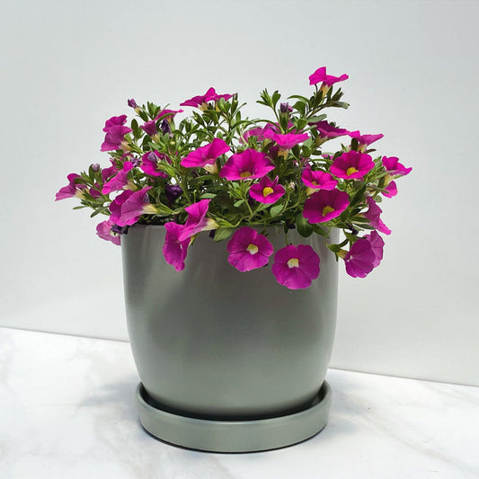 Calibrachoa | Cabaret - 3 Quart