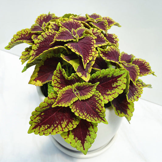 Coleus | ChargedUp - 1 Quart