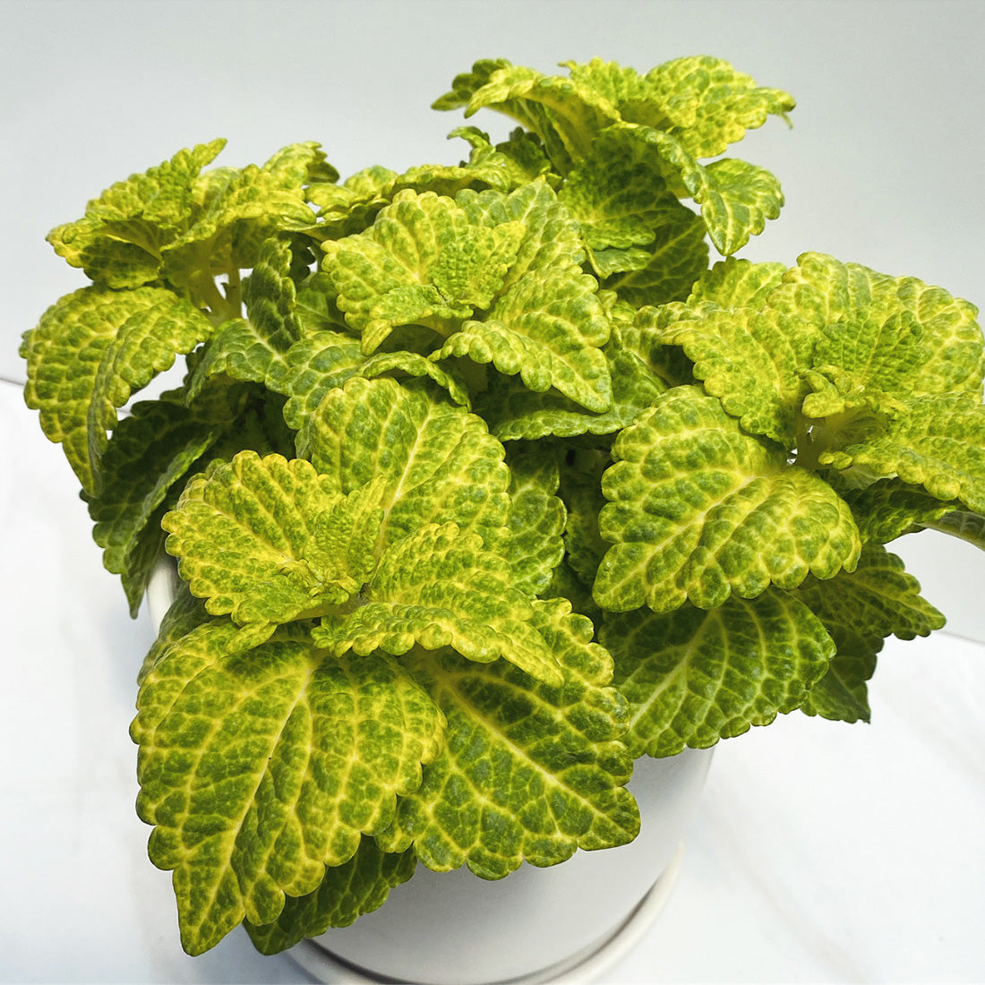 Coleus | ChargedUp - 1 Quart