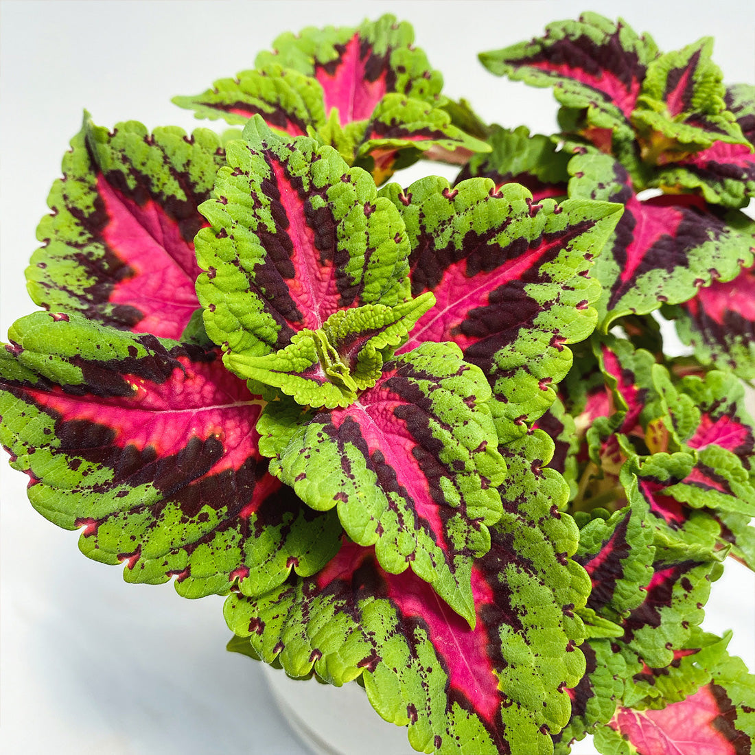 Coleus | Ignite - 1 Quart