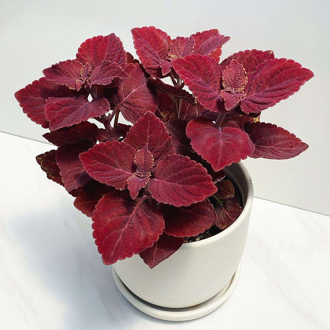 Coleus | Ignite - 1 Quart