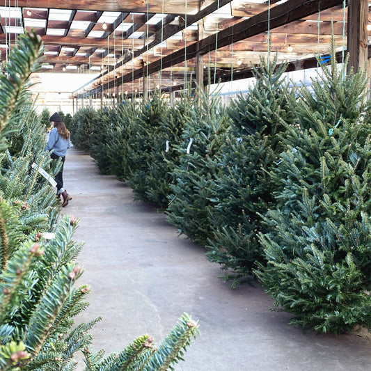 Live Cut Christmas Tree